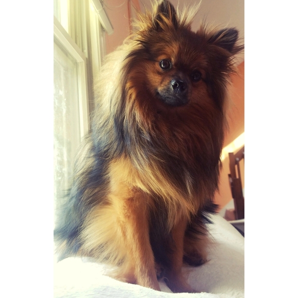 Meet your Posher, Sandy. - Picture 2 of 2